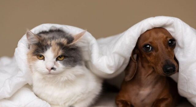 Як кав’ярні Луцька рятують від морозів безпритульних котів та собак. ВІДЕО Як-кав’ярні-Луцька-рятують-від-морозів-безпритульних-котів-та-собак.-ВІДЕО