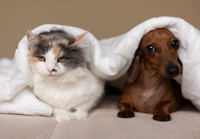 Як кав’ярні Луцька рятують від морозів безпритульних котів та собак. ВІДЕО Як-кав’ярні-Луцька-рятують-від-морозів-безпритульних-котів-та-собак.-ВІДЕО