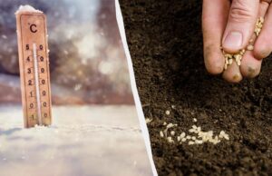 Уже в травні буде повний город: що сіяти в лютому на розсаду Уже-в-травні-буде-повний-город:-що-сіяти-в-лютому-на-розсаду