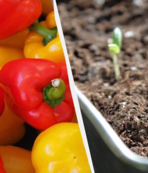 Вже-час-садити-перець-на-розсаду:-як-це-робити-і-які-дати-найвдаліші