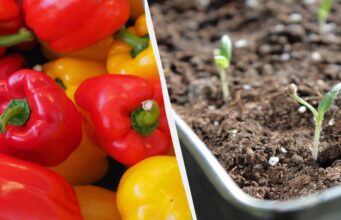 Вже час садити перець на розсаду: як це робити і які дати найвдаліші Вже-час-садити-перець-на-розсаду:-як-це-робити-і-які-дати-найвдаліші