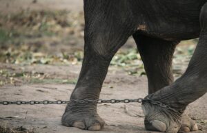 У Таїланді слон-серійний вбивця на очах у очевидців розправився із туристом У-Таїланді-слон-серійний-вбивця-на-очах-у-очевидців-розправився-із-туристом
