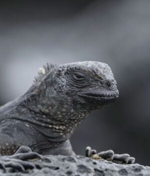 США-накрили-“дощі-з-ігуан”:-що-відбувається США-накрили-“дощі-з-ігуан”:-що-відбувається