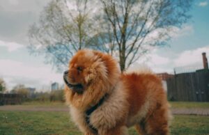 Грумерка назвала 7 порід собак, яких ніколи б не завела: які причини Грумерка-назвала-7 порід-собак,-яких-ніколи-б не завела:-які-причини