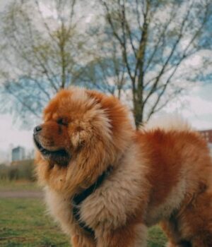 Грумерка-назвала-7 порід-собак,-яких-ніколи-б не завела:-які-причини