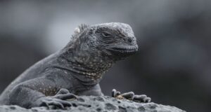 США накрили «дощі з ігуан»: що відбувається США-накрили-«дощі-з-ігуан»:-що-відбувається