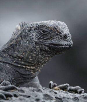 США-накрили-«дощі-з-ігуан»:-що-відбувається