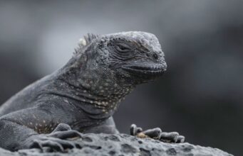 США накрили «дощі з ігуан»: що відбувається США-накрили-«дощі-з-ігуан»:-що-відбувається