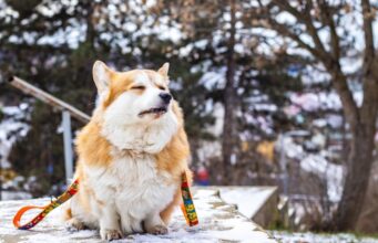 4 лютого в Україні почнеться потепління, але є нюанс 4-лютого-в-Україні-почнеться-потепління,-але-є-нюанс