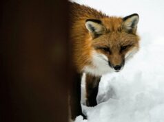 На Волині дика лисиця забігла на сільське подвір’я та покусала пса На-Волині-дика-лисиця-забігла-на-сільське-подвір’я-та-покусала-пса