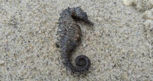 На узбережжя Одеси масово викинулися червонокнижні морські коники На-узбережжя-Одеси-масово-викинулися-червонокнижні-морські-коники