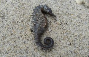 На узбережжя Одеси масово викинулися червонокнижні морські коники На-узбережжя-Одеси-масово-викинулися-червонокнижні-морські-коники