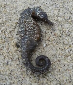 На-узбережжя-Одеси-масово-викинулися-червонокнижні-морські-коники