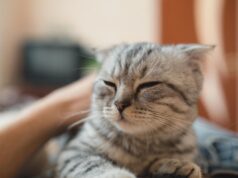 Як зрозуміти, що кіт вас любить: ветеринар розкрила 6 вагомих ознак Як-зрозуміти,-що-кіт-вас-любить:-ветеринар-розкрила-6-вагомих-ознак