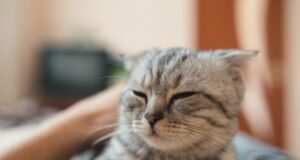 Як зрозуміти, що кіт вас любить: ветеринар розкрила 6 вагомих ознак Як-зрозуміти,-що-кіт-вас-любить:-ветеринар-розкрила-6-вагомих-ознак