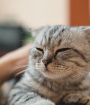 Як-зрозуміти,-що-кіт-вас-любить:-ветеринар-розкрила-6-вагомих-ознак