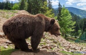 У Швейцарії розробили ШІ-інструмент для дослідження бурих ведмедів У-Швейцарії-розробили-ШІ-інструмент-для-дослідження-бурих-ведмедів