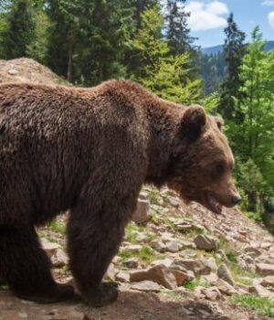 У-Швейцарії-розробили-ШІ-інструмент-для-дослідження-бурих-ведмедів