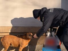 У Луцьку поліцейські підгодовують бездомних тварин у морози У-Луцьку-поліцейські-підгодовують-бездомних-тварин-у-морози