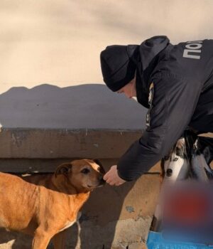 У-Луцьку-поліцейські-підгодовують-бездомних-тварин-у-морози