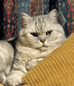 Які-коти-є-самостійними-та-не-потребують-багато-уваги:-ветеринари-назвали-5-незалежних-порід