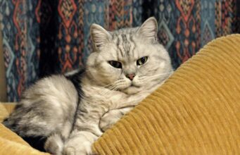 Які коти є самостійними та не потребують багато уваги: ветеринари назвали 5 незалежних порід Які-коти-є-самостійними-та-не-потребують-багато-уваги:-ветеринари-назвали-5-незалежних-порід