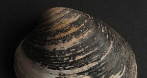 Мешкає на глибині до 400 метрів: яка найдревніша з нині живих істот у світі Мешкає-на-глибині-до-400-метрів:-яка-найдревніша-з-нині-живих-істот-у-світі