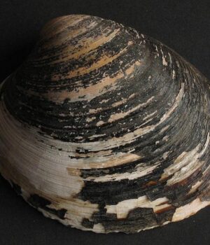 Мешкає-на-глибині-до-400-метрів:-яка-найдревніша-з-нині-живих-істот-у-світі