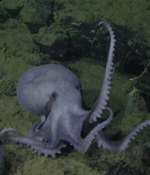 Підводна-ущелина-біля-вулкана-служить-домівкою-для-20-000-дивовижних-істот:-хто-там-живе