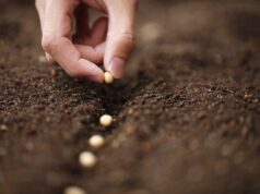 Чому не сходить насіння: три головні помилки городників на думку експерта Чому-не сходить-насіння:-три-головні-помилки-городників-на думку-експерта