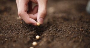 Чому не сходить насіння: три головні помилки городників на думку експерта Чому-не сходить-насіння:-три-головні-помилки-городників-на думку-експерта