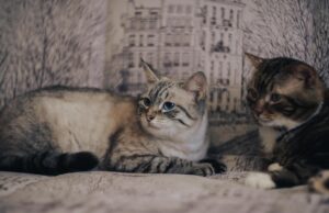 Ветеринари пояснили, в чому різниця між пам’яттю людей та котів Ветеринари-пояснили,-в-чому-різниця-між-пам’яттю-людей-та-котів