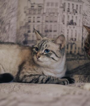 Ветеринари-пояснили,-в-чому-різниця-між-пам’яттю-людей-та-котів