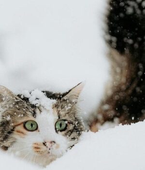 Тест-на-особистість:-перше,-що-ви-побачите-на-малюнку,-розкриє-ваші-очікування-від-життя