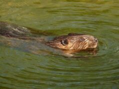 Бобри більше не заходять до Центрального парку Луцька Бобри-більше-не-заходять-до-Центрального-парку-Луцька