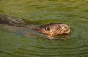 Бобри більше не заходять до Центрального парку Луцька Бобри-більше-не-заходять-до-Центрального-парку-Луцька