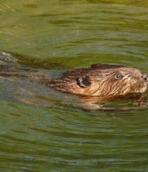 Бобри-більше-не-заходять-до-Центрального-парку-Луцька