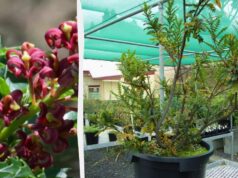 Завдяки клонуванню рослина з Австралії прожила 43 тисяч років, і збирається продовжувати Завдяки-клонуванню-рослина-з-Австралії-прожила-43-тисяч-років,-і-збирається-продовжувати