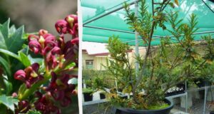 Завдяки клонуванню рослина з Австралії прожила 43 тисяч років, і збирається продовжувати Завдяки-клонуванню-рослина-з-Австралії-прожила-43-тисяч-років,-і-збирається-продовжувати