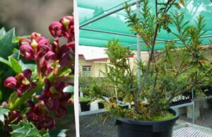 Завдяки клонуванню рослина з Австралії прожила 43 тисяч років, і збирається продовжувати Завдяки-клонуванню-рослина-з-Австралії-прожила-43-тисяч-років,-і-збирається-продовжувати