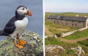 В Британії усім охочим пропонують “роботу мрії”, але є нюанс В-Британії-усім-охочим-пропонують-“роботу-мрії”,-але-є-нюанс