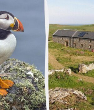 В-Британії-усім-охочим-пропонують-“роботу-мрії”,-але-є-нюанс