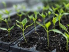 Що посіяти в лютому: повний перелік культур для городу та квітника Що-посіяти-в-лютому:-повний-перелік-культур-для-городу-та-квітника