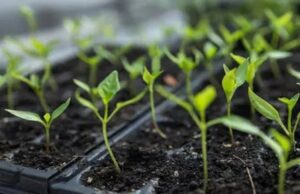 Що посіяти в лютому: повний перелік культур для городу та квітника Що-посіяти-в-лютому:-повний-перелік-культур-для-городу-та-квітника