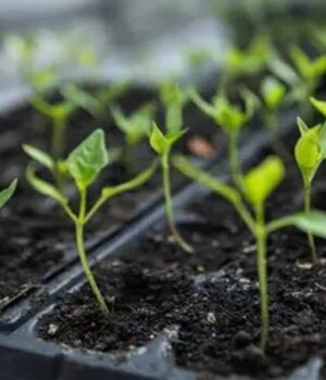 Що-посіяти-в-лютому:-повний-перелік-культур-для-городу-та-квітника