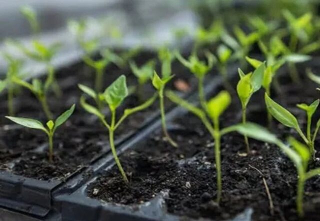 Що посіяти в лютому: повний перелік культур для городу та квітника Що-посіяти-в-лютому:-повний-перелік-культур-для-городу-та-квітника