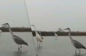 Не лякаються “Шахедів”: на Одещині великі птахи шукають здобич у водоймах Не-лякаються-“Шахедів”:-на-Одещині-великі-птахи-шукають-здобич-у-водоймах