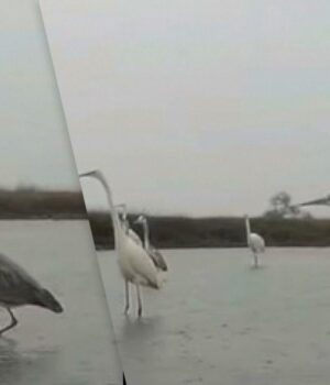 Не-лякаються-“Шахедів”:-на-Одещині-великі-птахи-шукають-здобич-у-водоймах