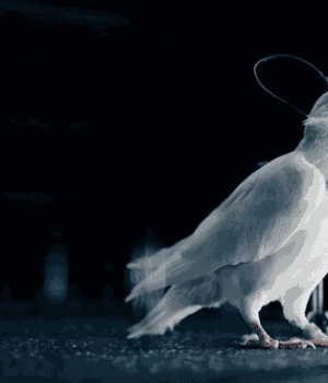 Росія-створює-армію-голубів-кіборгів-для-можливих-біоатак:-експерти-б’ють-на сполох