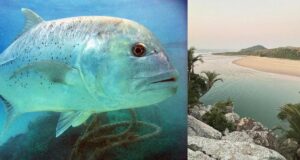 Енергетичні вихри чи паломництво: вчені розгадали, чому гігантські риби збираються в Африці Енергетичні-вихри-чи-паломництво:-вчені-розгадали,-чому-гігантські-риби-збираються-в-Африці